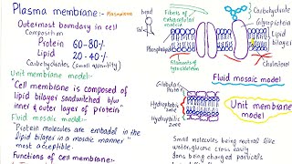 plasma membrane structure and function  class 11 [upl. by Naginnarb]