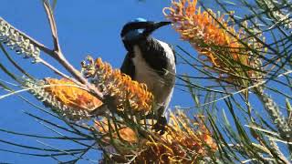 Bluefaced Honeyeater 76 [upl. by Konyn837]