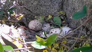 Gambels Quail  20 eggs hatching [upl. by Fosdick]