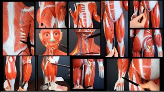 Overview of all the SUPERFICIAL and DEEP muscles of the body [upl. by Anrat]