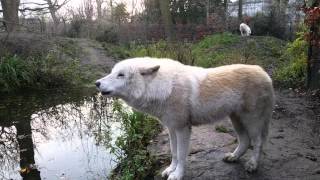 Howling Arctic wolf  White wolf closeup [upl. by Mozza]