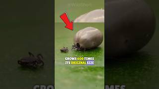 🕷️This Parasite Is EVERYWHERE  What Happens If A Tick Bites You shorts tick [upl. by Neleh]