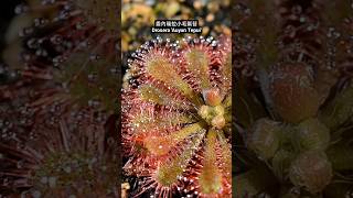 委內瑞拉小毛氈苔 Drosera Auyan Tepui [upl. by Nuhsal]