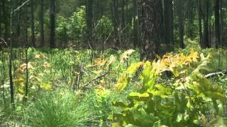 How Fire Can Restore a Forest A TimeLapse Ground View [upl. by Fante]