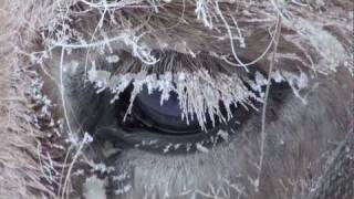 Yakutian Horses Who Never Freeze in Siberia Russia Якутские лошади в Якутии [upl. by Ynohtnanhoj]