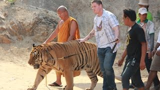 Tiger Temple Thailand [upl. by Ethel555]