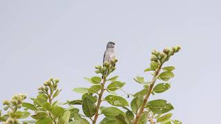 Patativa  Plumbeous Seedeater  Sporophila plumbea [upl. by Wilsey]