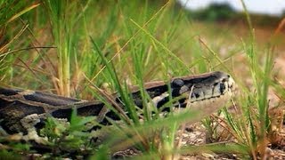 Python Crossing Dirt Road 02  Time Lapse  Dangerous Animals in Florida [upl. by Ehcropal]