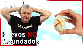 Huevos NO fertilizados 4 posibles causas 🐣❌ [upl. by Hudson]