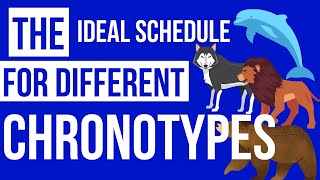 The Ideal Schedule For Different Chronotypes [upl. by Ahsienaj213]