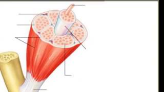 Basic features of a muscle  muscle science [upl. by Nilpik874]