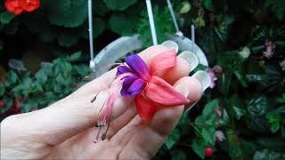 How to grow fuchsia plants indoors [upl. by Renrut]