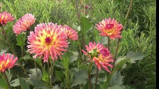 video 2019 08 10 Lottum Tuin Verheggen [upl. by Dulcea144]