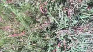 EatTheWeeds Episode 74 Glasswort Salicornia Samphire [upl. by Oneida808]