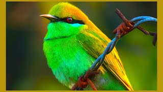 European Bee Eater Sound  Spectacular bird  Bird Sounds [upl. by Leisha141]