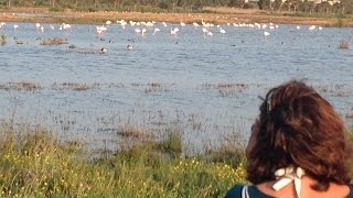 Salgados lagoon a natural reserve  Algarve Portugal [upl. by Yelwah]