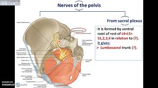 Overview of Pelvis 4  Nerves of Pelvis  DrAhmed Farid [upl. by Haynor]