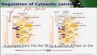 Regulation of cytosolic calcium [upl. by Rosette921]