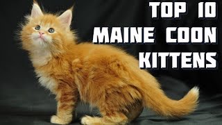 Top 10 Maine Coon Kittens  Vote for the best Maine Coon Kitten [upl. by Ardnas]