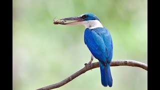 Collared Kingfisher [upl. by Elleved]