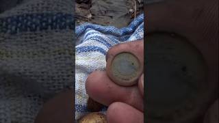 Монеты и интересный винтикНаходки в лесу metaldetecting клад монеты coin коп история монети [upl. by Bruni563]