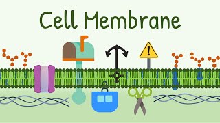 Cell Membrane Structure amp Functions  Membrane Lipids Membrane Proteins and Carbohydrates [upl. by Eigram224]