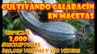 CULTIVO DE CALABACÍN EN MACETA quotPROCESO COMPLETOquot ESPECIAL 3000 SUSCRIPTORES 300000 VISITAS [upl. by Shayna305]