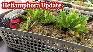 Heliamphora Update [upl. by Darum]