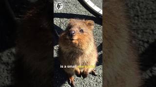 Happy Quokka Smile  Quokka Facts [upl. by Japha]