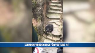 Schadenfreude sorgt für YoutubeHit [upl. by Norda383]