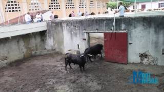 Débarquement toros Juan Pedro Domecq  Madeleine 2017  Mont de Marsan [upl. by Auqenahc]