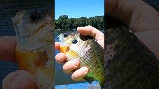 Pier fishing for bluegill [upl. by Sharona197]