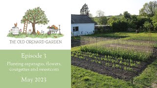 The Old Orchard Garden  Episode Three  Asparagus Sweetcorn Courgettes and Flowers  May 2023 [upl. by Guarino]