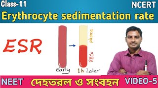 Erythrocyte sedimentation rate in Bengali  ESR  Haematocrit valueHCT in Bengali [upl. by Nisaj]