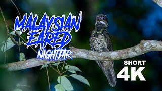 short MALAYSIAN EARED NIGHTJAR  4K [upl. by Giff]