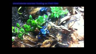 Dendrobates azureus Dart Frog Feeding Frenzy [upl. by Dnilasor326]