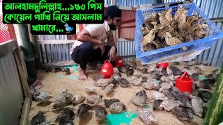 আলহামদুলিল্লাহ১৫০ পিস কোয়েল পাখি নিয়ে আসলাম খামারে🐦 [upl. by Eirruc862]