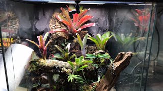 Bioactive vivarium setup QA [upl. by Noid153]