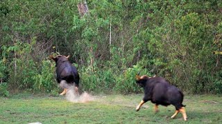 Gaur attacking back Tiger [upl. by Cowie531]