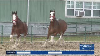 Budweiser Clydesdale horses arrive in New Orleans for Mardi Gras parades [upl. by Maryanne692]