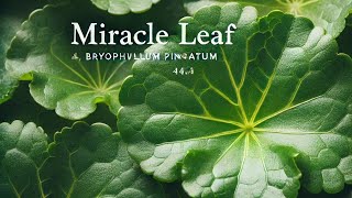 HOW TO USE MIRACLE LEAF FOR EFFECTIVE PILE TREATMENT AT HOME [upl. by Ainalem]