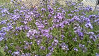 Phacelia Ein Bienenparadies [upl. by Notaek]