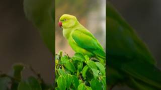 Rose ringed parakeet 🦜 Please like share and subscribe🙏🏻 [upl. by Vassar]