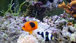 Amphiprion ephippium印度紅蕃茄小丑Red saddleback anemonefish [upl. by Silber]