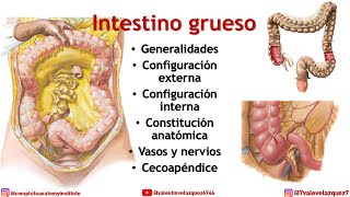 INTESTINO GRUESO 1  Generalidades constitución anatómicas divisiones ciego apéndice vasos [upl. by Weintrob]