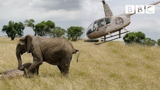 Elephants rescued by helicopter 🐘🚁  Equator from the Air  BBC [upl. by Amis]