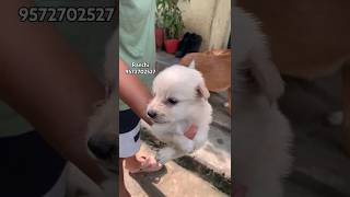 Brown Indian Spitz Puppy Sale in Ranchi Jharkhand trending shorts viral youtubeshorts [upl. by Orferd]