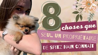 🐶 Les 8 choses que seul un propriétaire de Spitz Nain connaît 🐾  ✦ 100 POMERANIAN [upl. by Ahsemrak]