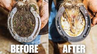 Farrier ASMR  Satisfying Hoof Restoration [upl. by Briano]