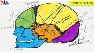 FETAL SKULL  English  Nursing Lecture [upl. by Gregory]